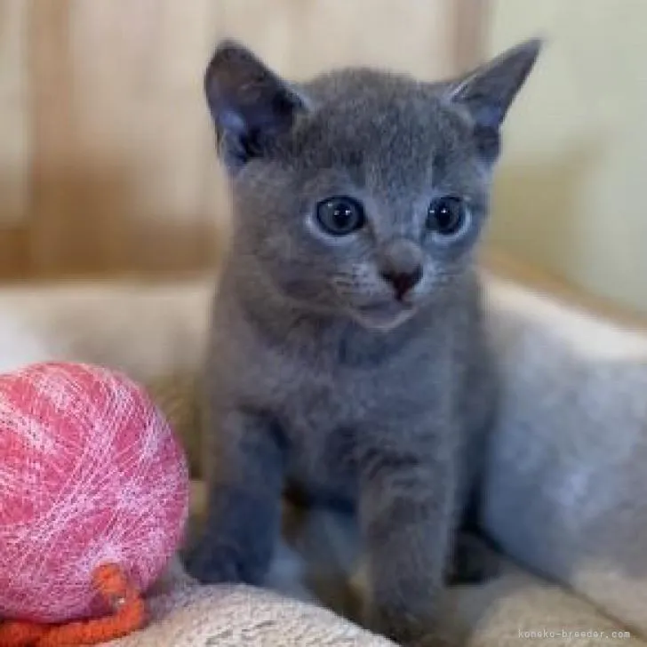 ID：2208-01927の子猫