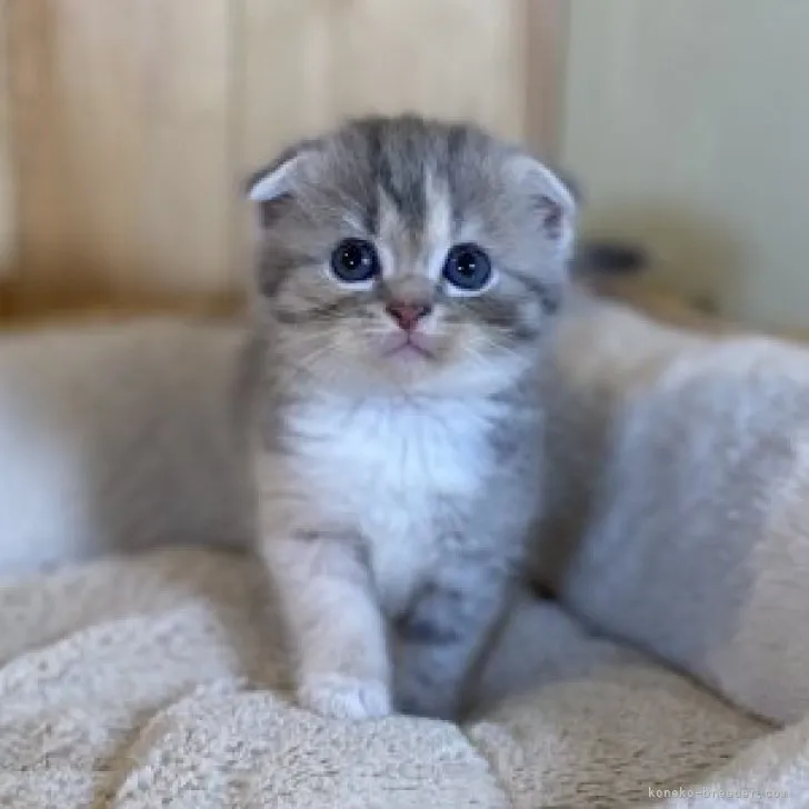 ID：2307-02037の子猫