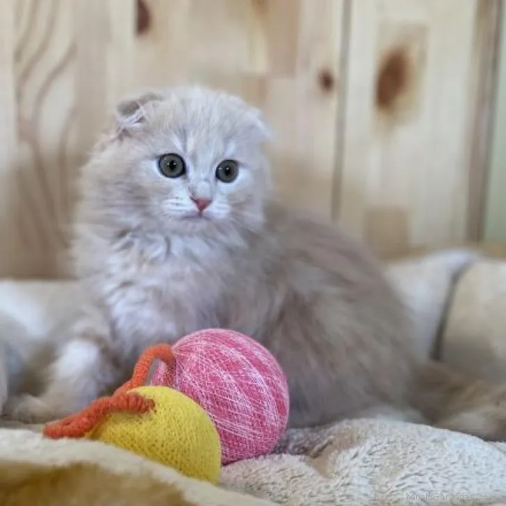 ID：2212-01464の子猫