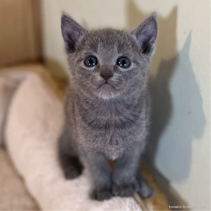 ID：2401-02417の子猫