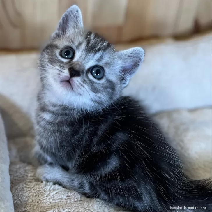 ID:2408-02642の子猫