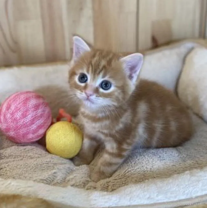 ID：2302-02181の子猫