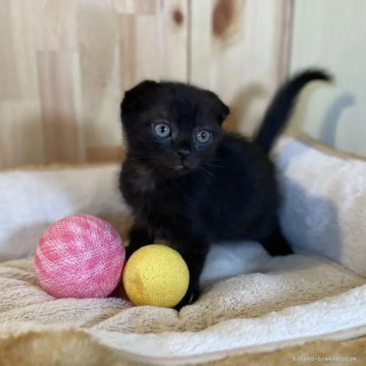 ID：2302-00112の子猫