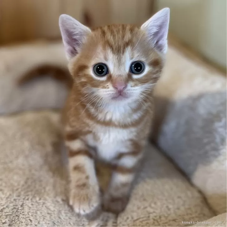 ID：2408-01035の子猫