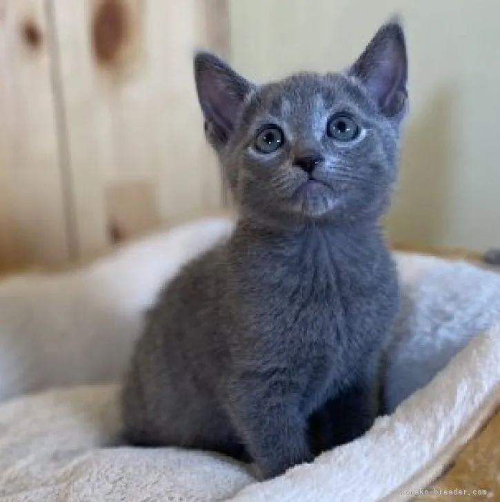 ID：2304-02466の子猫