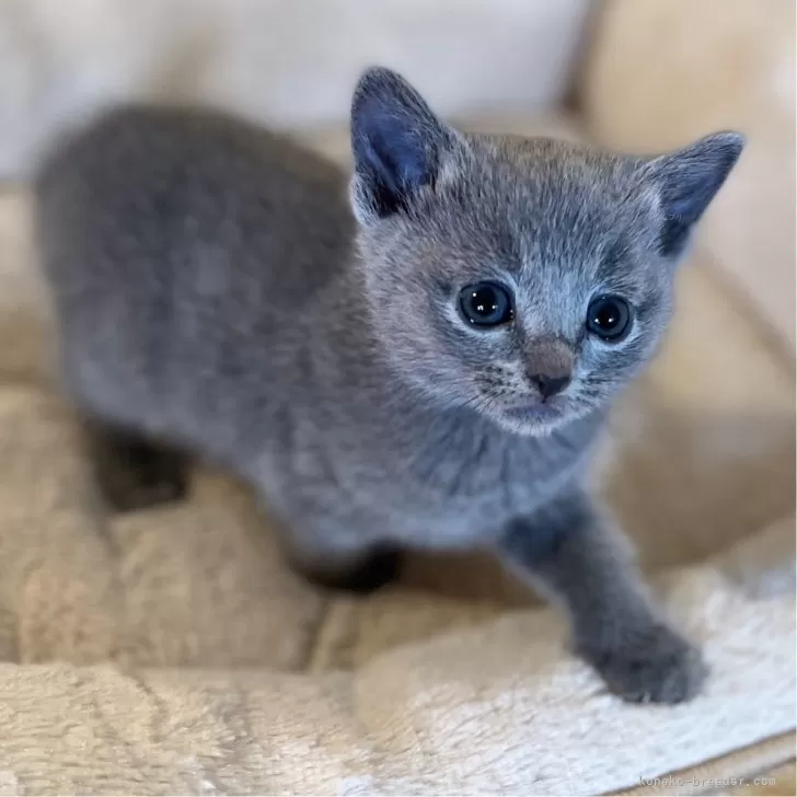 ID：2401-00841の子猫