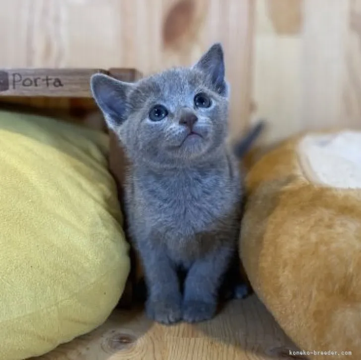 ID：2309-01269の子猫