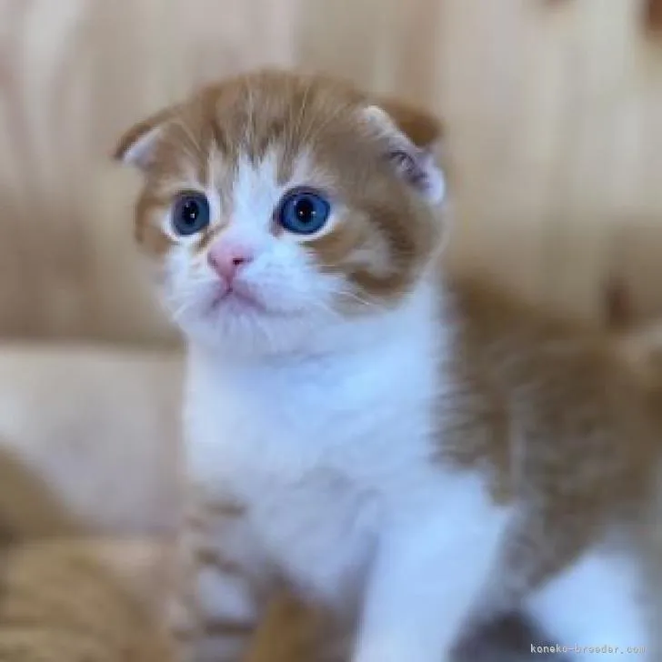 ID：2208-02702の子猫
