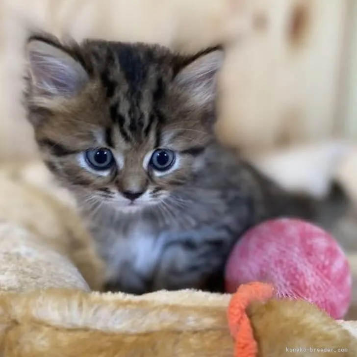 ID：2208-00738の子猫