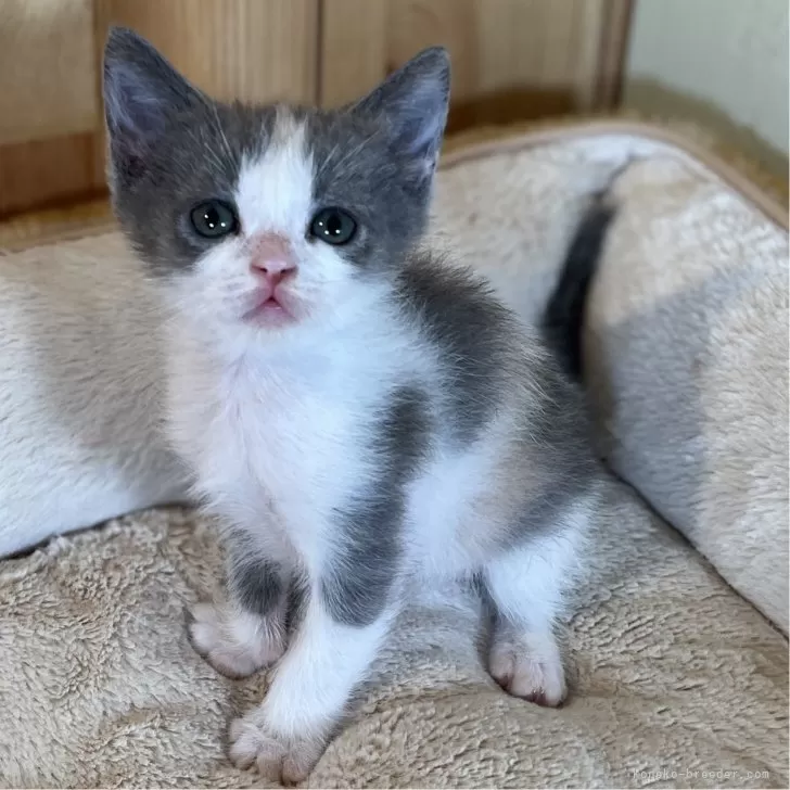 ID：2405-02765の子猫