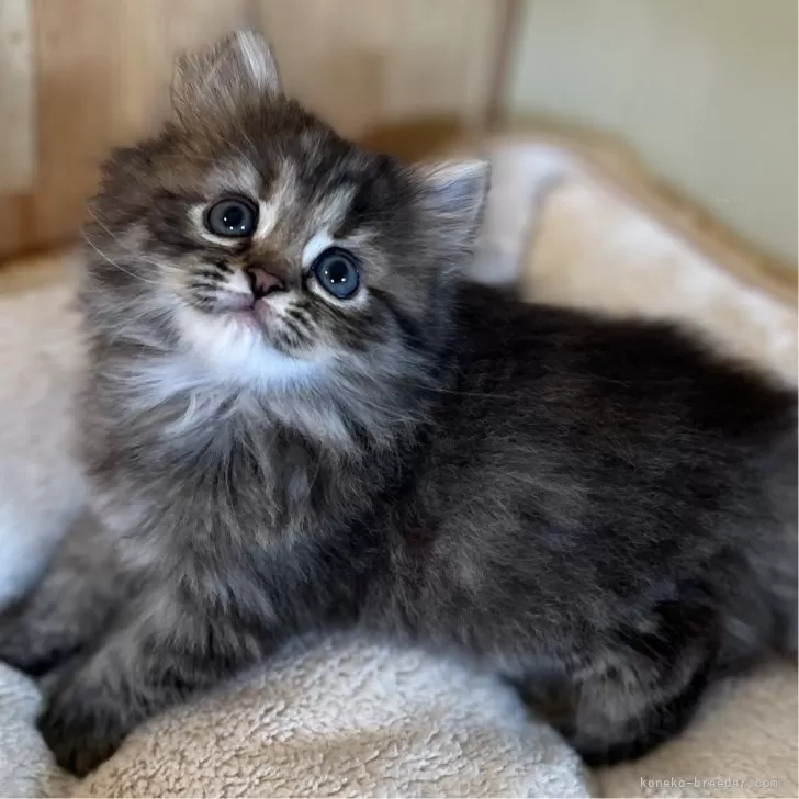 ID：2408-01839の子猫