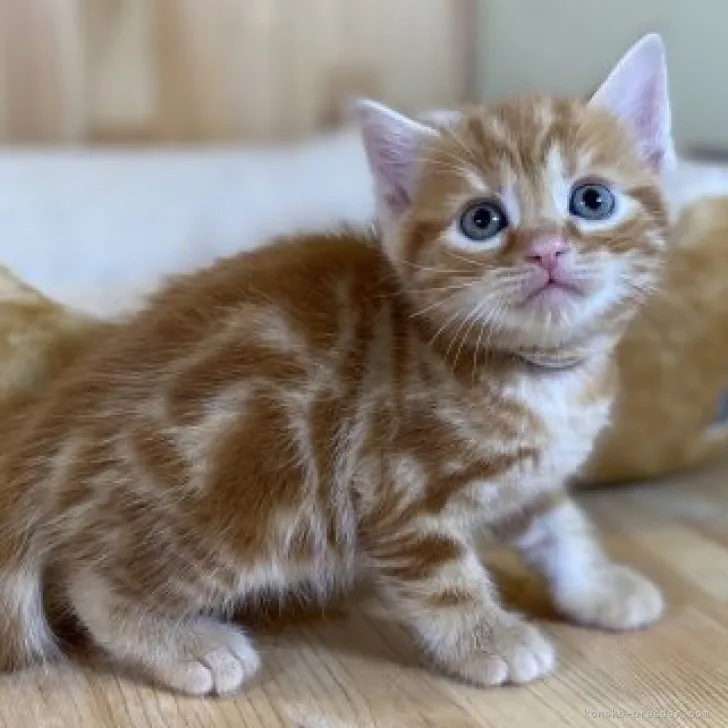 ID：2307-02867の子猫
