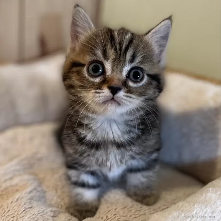ID:2404-00810の子猫