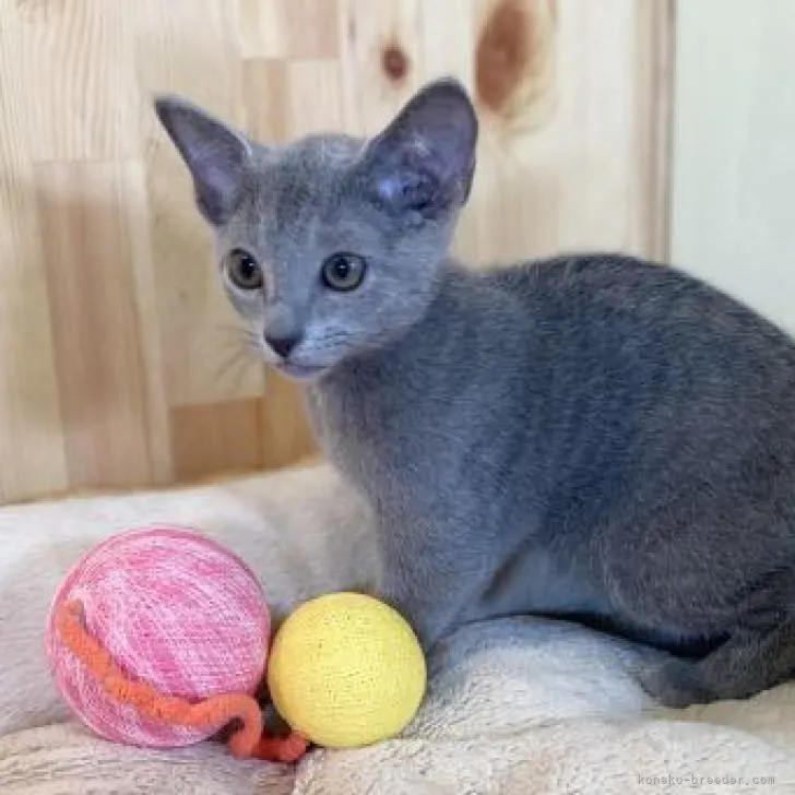 ID：2208-00739の子猫