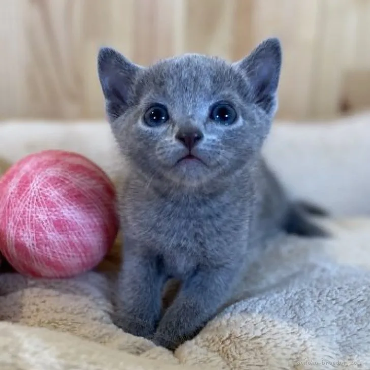 ID：2309-00886の子猫