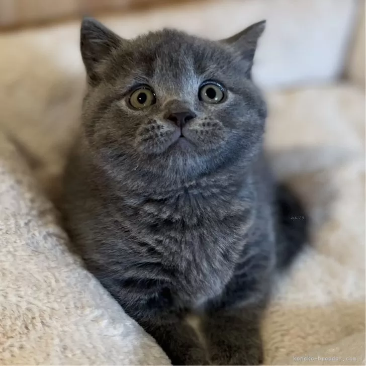 ID：2411-01852の子猫