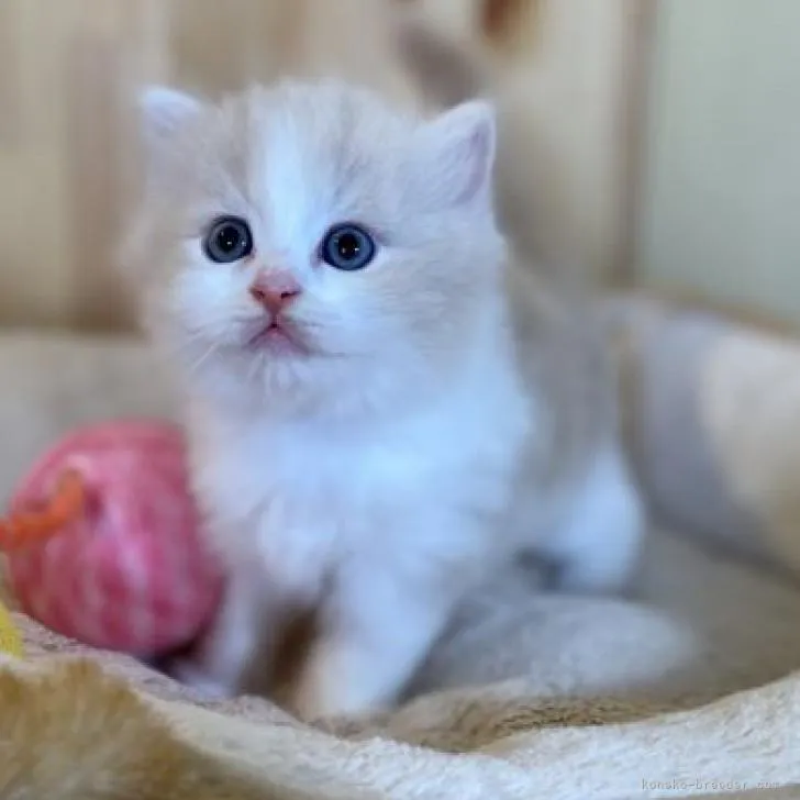 ID：2210-00289の子猫