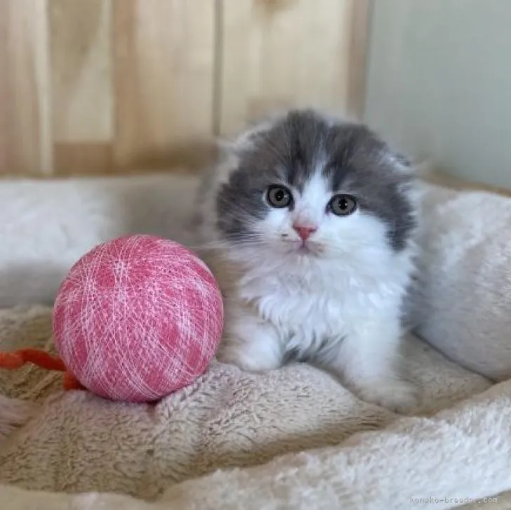 ID：2301-00306の子猫