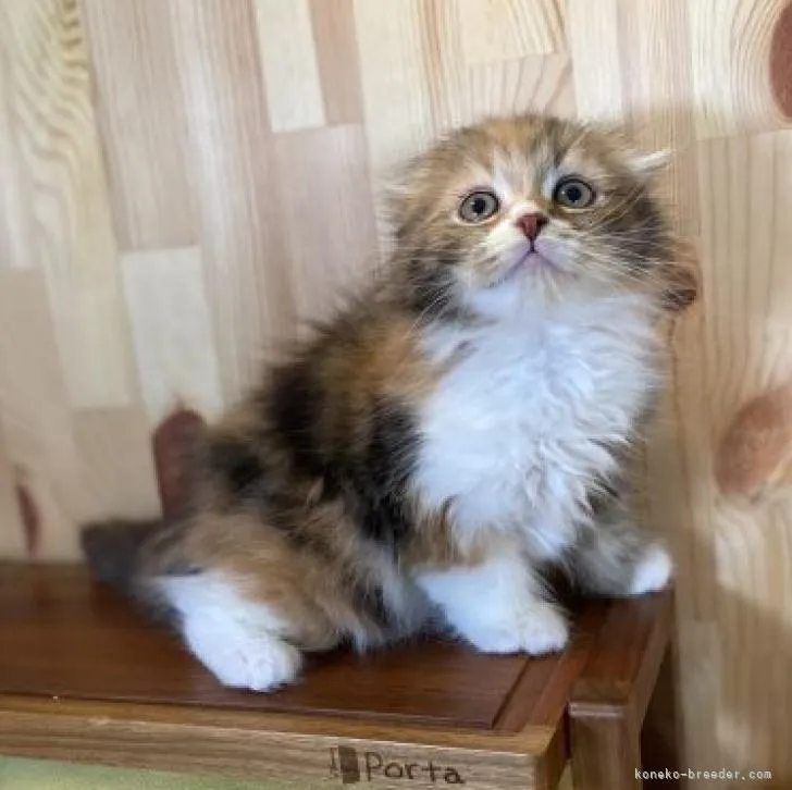 ID:2303-00915の子猫