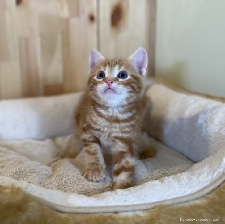 ID:2303-02066の子猫