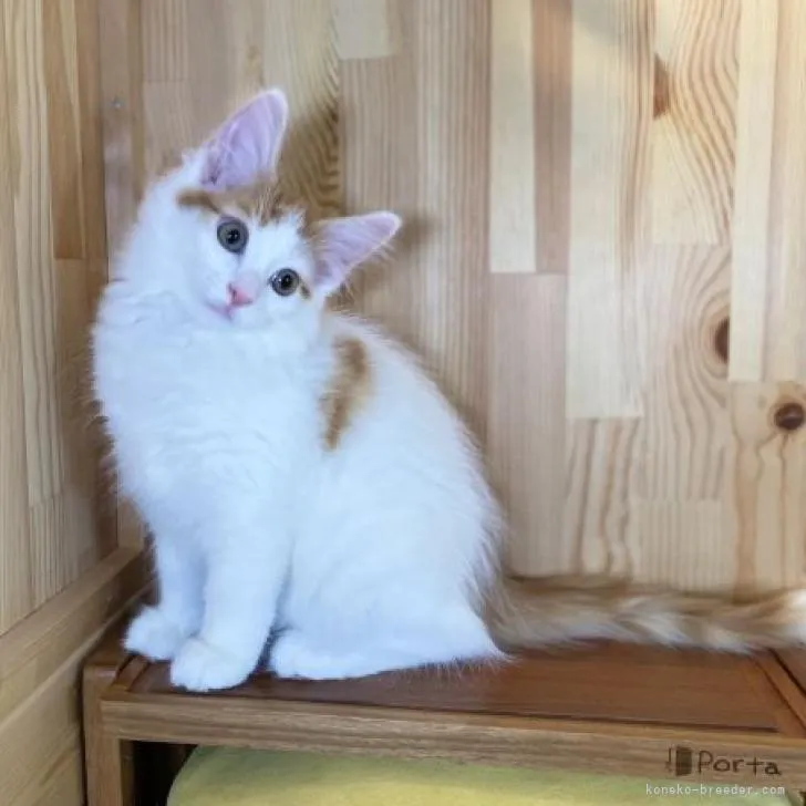 ID：2301-00743の子猫