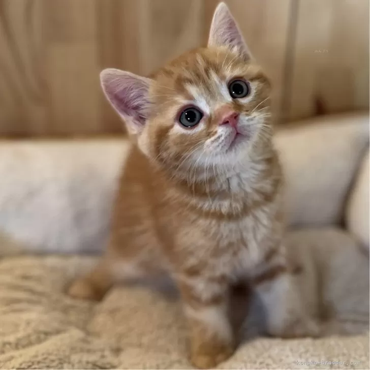 ID：2404-00062の子猫