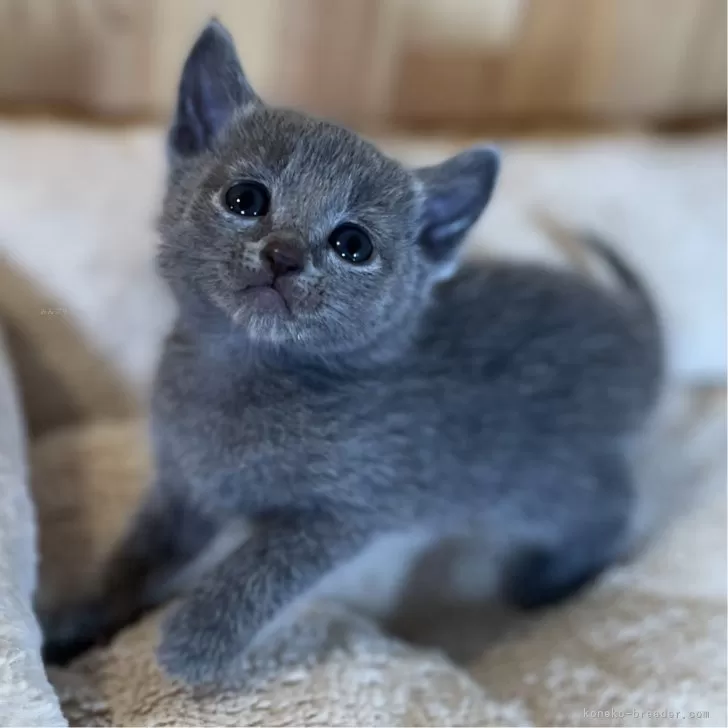 もか 様のお迎えした子猫