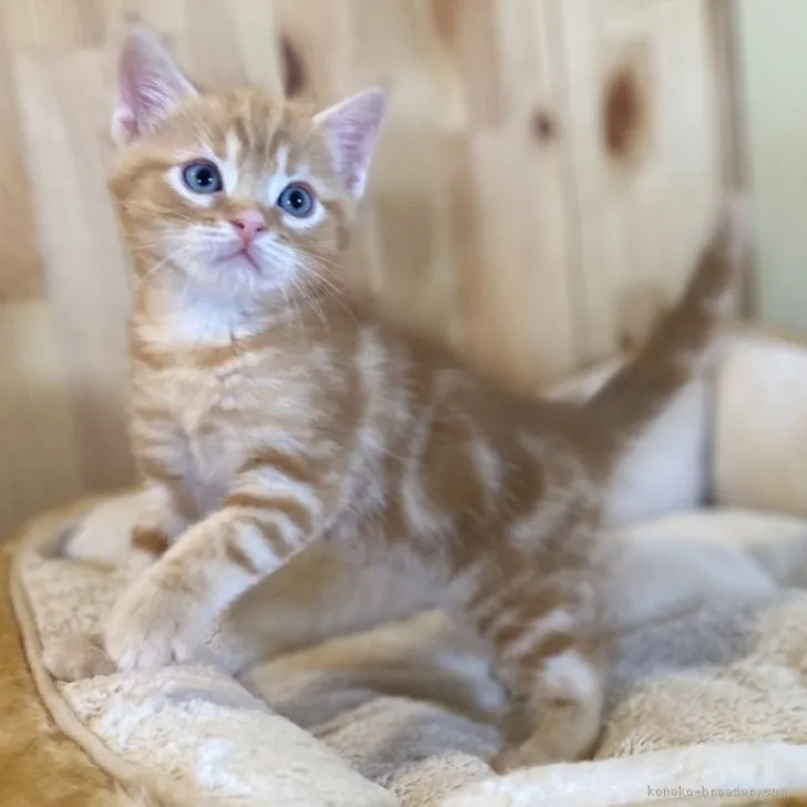 ID:2311-00898の子猫