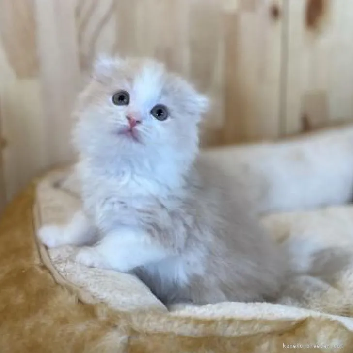 ID：2302-01694の子猫