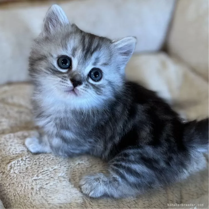 ミヌエット(短足)【長野県・女の子・2024年7月23日・シルバータビー】の写真1