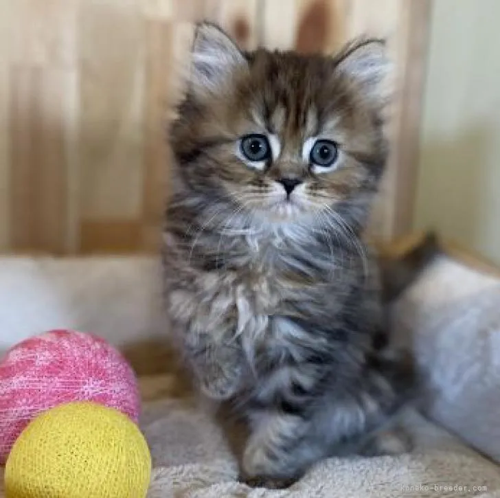 ID:2212-01263の子猫