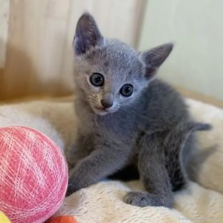 K.O 様のお迎えした子猫