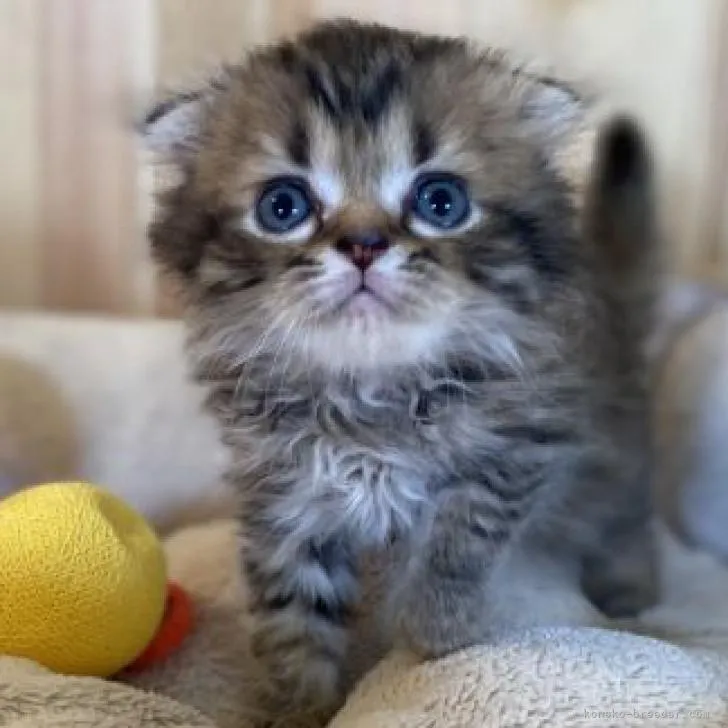 ID：2209-00832の子猫