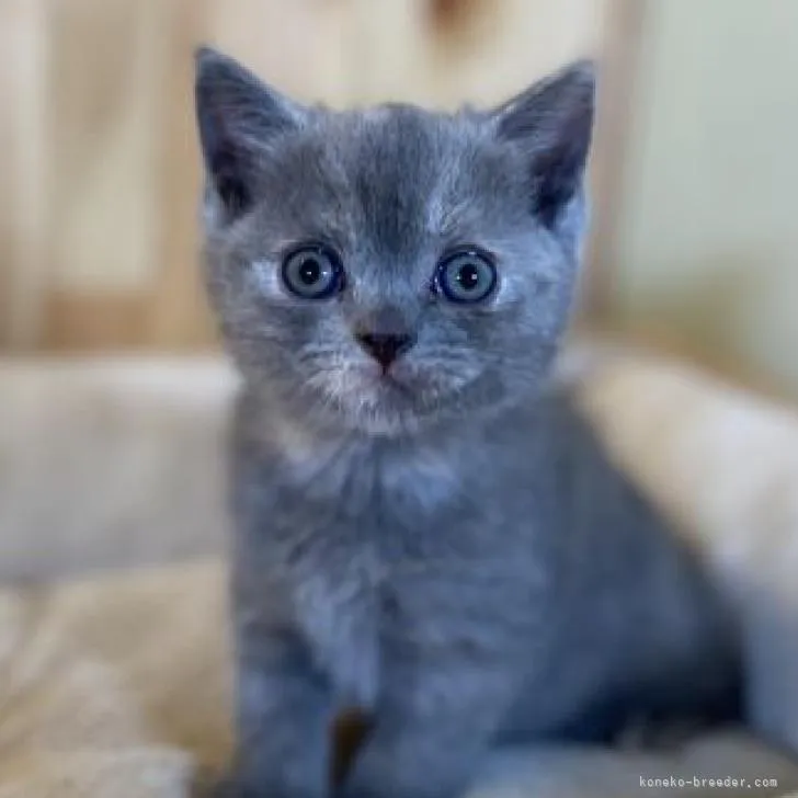 ID：2210-01214の子猫