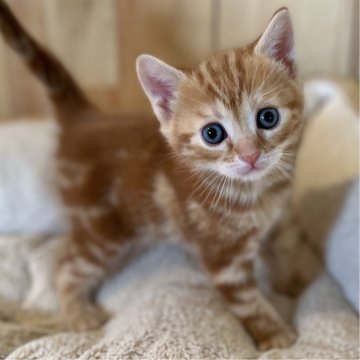 マンチカン(長足)【長野県・男の子・2023年12月2日・レッドタビー】の写真「模様が綺麗な元気で人懐っこい男の子！」