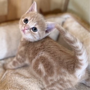 マンチカン(長足)【長野県・女の子・2023年12月18日・クリームタビー】の写真「柄の綺麗なとっても元気で可愛い女の子！」