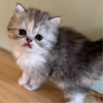 スコティッシュストレート【長野県・女の子・2024年8月12日・シルバーパッチドタビー（中毛〜長毛）】の写真「もふもふでとっても可愛い女の子！」