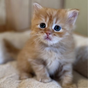 スコティッシュストレート【長野県・男の子・2023年12月4日・レッドタビー（中毛〜長毛）】の写真「もふもふでとっても可愛い男の子！」