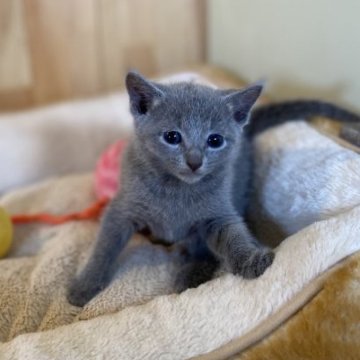 ロシアンブルー【長野県・女の子・2023年8月10日・ブルー】の写真「とっても元気で可愛い女の子！」