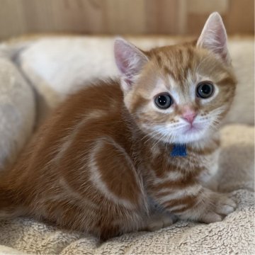 マンチカン(短足)【長野県・男の子・2024年2月25日・レッドタビー】の写真「とっても人懐っこい足の短い可愛い男の子！」