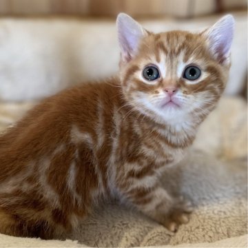 マンチカン(長足)【長野県・男の子・2023年12月25日・レッドタビー】の写真「とっても人懐っこい元気で可愛い男の子！」