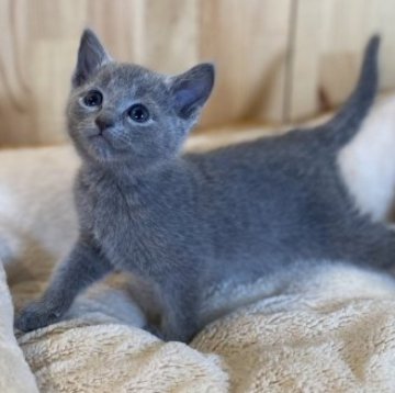 ロシアンブルー【長野県・女の子・2023年3月14日・ブルー】の写真「とっても元気で可愛い女の子！」