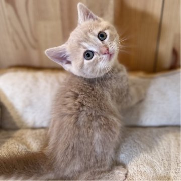 マンチカン(短足)【長野県・男の子・2023年12月18日・クリームタビー】の写真「足の短いとっても可愛い男の子！」