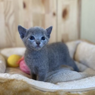 ロシアンブルー【長野県・男の子・2023年2月28日・ブルー】の写真「とっても可愛い男の子！」