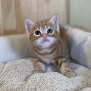 マンチカン(長足)【長野県・女の子・2023年7月25日・レッドタビー】の写真「模様の綺麗なとっても可愛い女の子！」