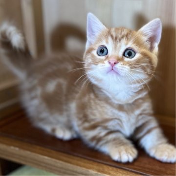 マンチカン(短足)【長野県・男の子・2023年12月18日・レッドタビー】の写真「足の短いとっても可愛い男の子！」