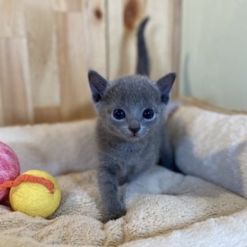 ロシアンブルー【長野県・男の子・2023年2月28日・ブルー】の写真「とっても可愛い男の子！」