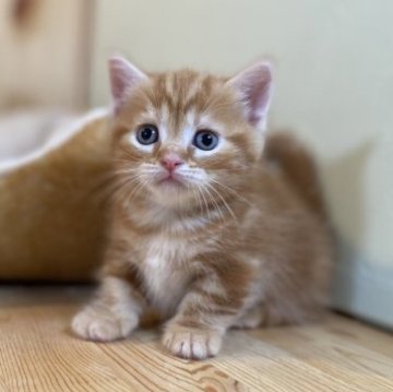 マンチカン(短足)【長野県・男の子・2023年7月25日・レッドタビー】の写真「足の短い元気で可愛い男の子！」