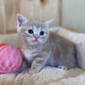 マンチカン(短足)【長野県・男の子・2023年7月25日・クリームタビー】の写真「足の短い元気で可愛い女の子！」