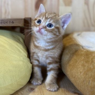 マンチカン(長足)【長野県・男の子・2023年7月25日・レッドタビー】の写真「模様の綺麗なとっても元気な男の子！」